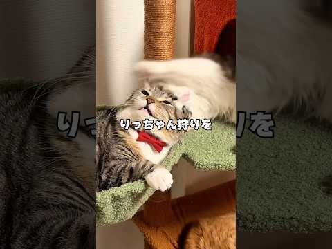 りっちゃんをレオンくんから保護するために魔法みたいなフェロモンの力を借りた結果🤣🤣🤣 猫