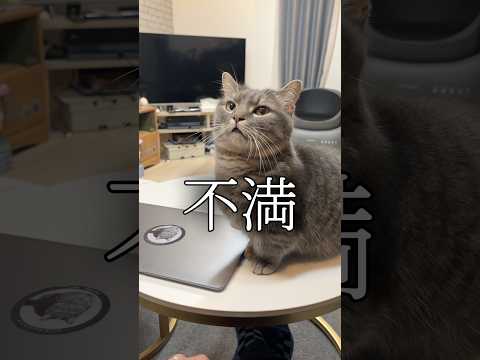 何かを必死に訴えてくる猫と会話してみたら...shorts 猫 猫のいる暮らし サムネイル