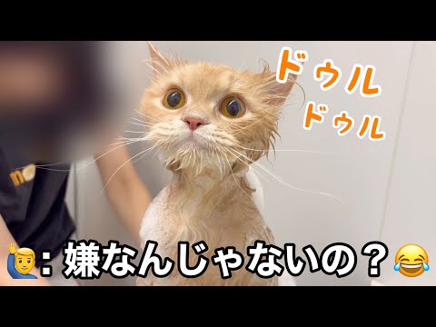 【お風呂】嫌なのに喉を鳴らし続ける猫が健気すぎた サムネイル