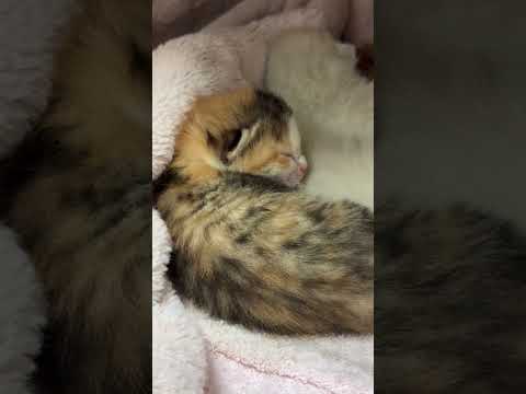 生後5日目の赤ちゃん猫👶 サムネイル