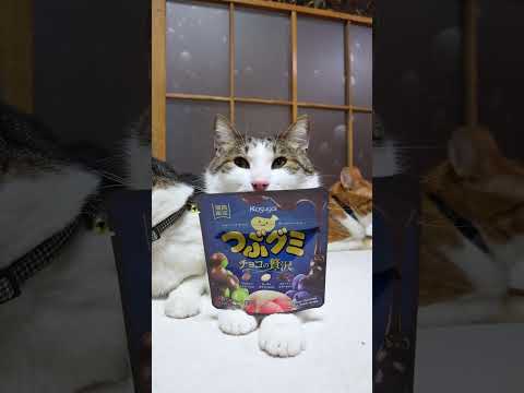つぶグミ　チョコの贅沢　260508 cat のせ猫 cute　 つぶグミチョコ kitten　 さばとら ねこ ネコ… サムネイル