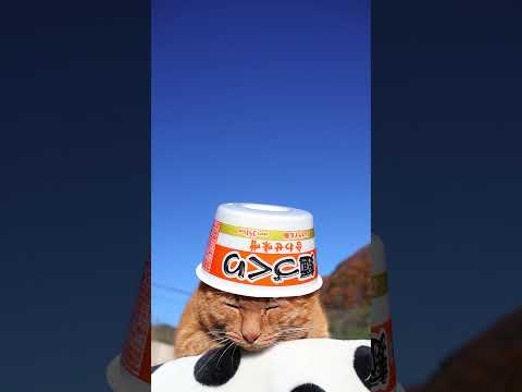 麺づくり 合わせ味噌　260103　のせ猫　麺作り　 cat ねこ ネコ　 猫のいる暮らし　 cute　 猫のいる生活… サムネイル