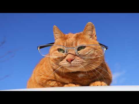 めがねを掛けた麦茶　Cat with glasses　260224 サムネイル