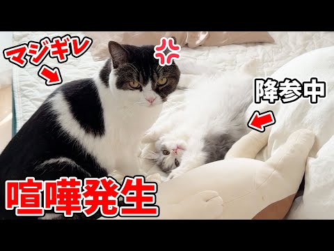 兄猫と子猫が本気で喧嘩した結果、こうなりましたw w w