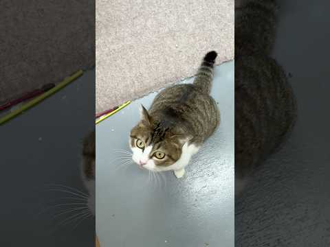 今日こそはシャーされないチャレンジ