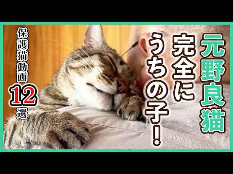 【唯一無二の家族❤️】お迎えして本当に良かった…保護猫の魅力にメロメロになる瞬間12選｜PECO