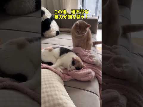 その可愛さ、反則じゃない？🥺