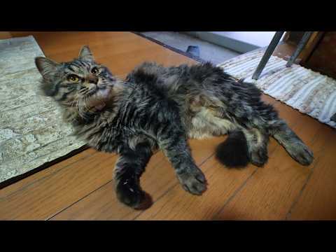 クロのお腹なでなで　260427 サムネイル