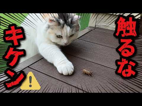 猫がヤバそうな昆虫を発見してしまいました…！ サムネイル
