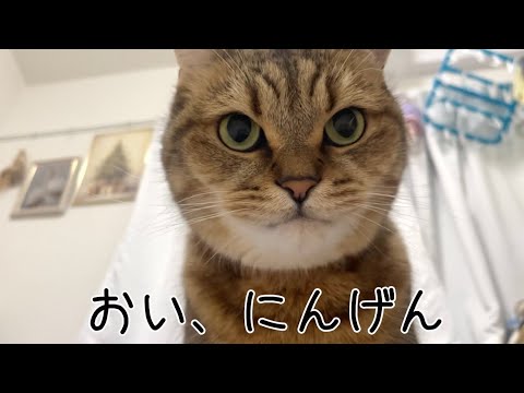 人間の昼寝は絶対に許せない昼寝大好きネコ現る…ッ‼︎ サムネイル