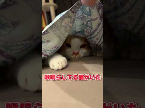 布団の中が最高に気持ちいい猫 サムネイル