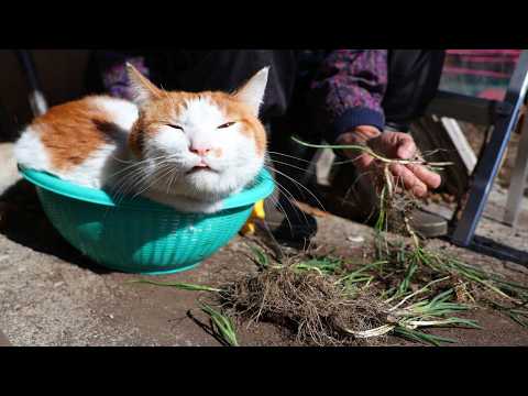 ちろとあさつきのぬた作り　260422 サムネイル