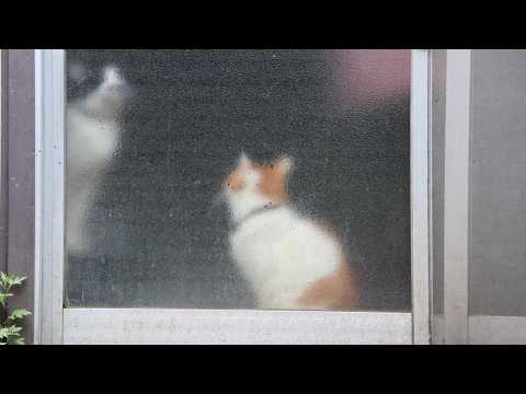 ころころちろちょび　260605