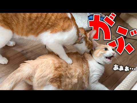 朝目覚めたらとんでもない光景が飛び込んできました… サムネイル