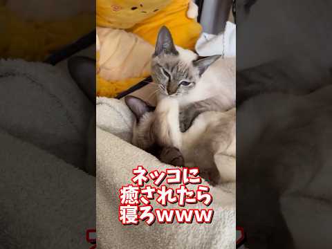 ネッコの動画で癒されたら寝ろｗｗｗ　2ch  動物  猫 癒やし ねこ動画 サムネイル