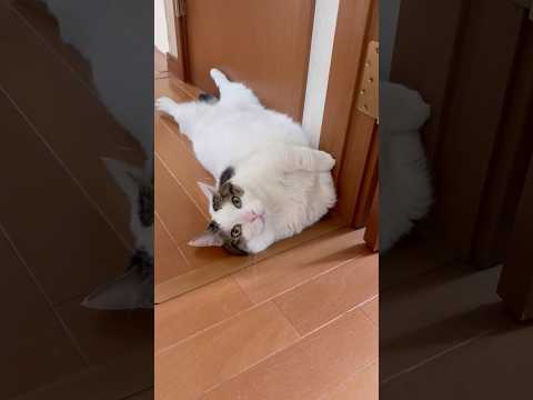 重そうなドアストッパー