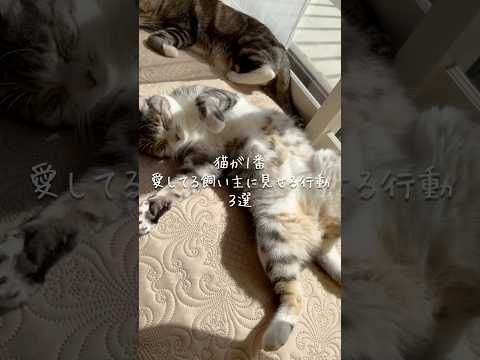 猫が1番愛してる飼い主に見せる行動3選 猫 ねこ 猫のいる暮らし 猫好きさんと繋がりたい ねこ動画 猫のいる生活 雑学…