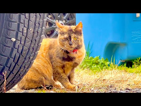 謎の猫が出現してまさかの展開に。。 サムネイル