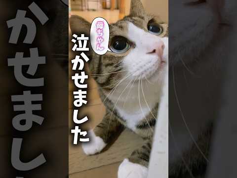 偶然かな？cats memories 球太 サムネイル