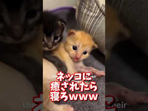 ネッコの動画で癒されたら寝ろｗｗｗ　2ch  動物  猫 癒やし ねこ動画