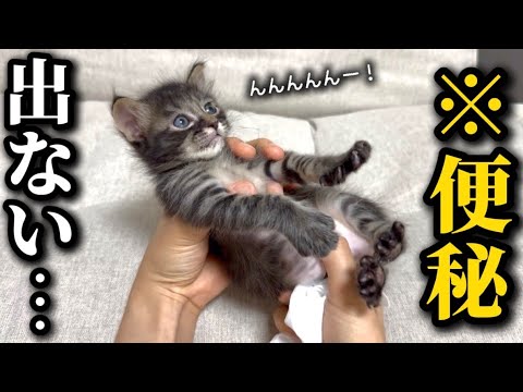 【事件】保護した子猫が便秘気味のためお腹をマッサージしたら大変なことになりました｜う◯こ事件 サムネイル
