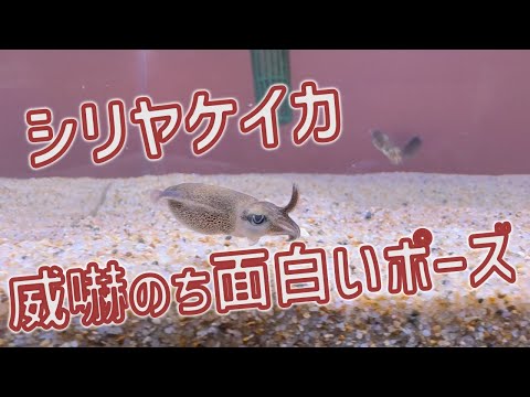 話題のシリヤケイカ！威嚇ポーズが面白すぎる神回