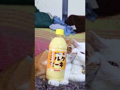 こだわりのミルクセーキ　260529　 cat のせ猫 cute　 こだわりのミルクセーキ ねこ ネコ　 猫 サンガリ… サムネイル