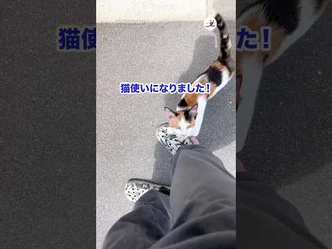 【運命の出会い】猫使いになった日｜PECO