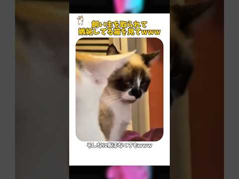 他の猫を撫でると起こること サムネイル