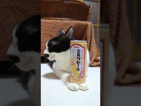 ミルクセーキ　260315　のせ猫　 cat　 cute kitty　 ねこ　 猫のいる暮らし　 kitten　 ネコ… サムネイル