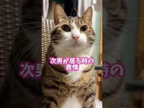 次男には乙女過ぎる…笑顔になる謎の人形登場⁈ cats shorts 球太 サムネイル