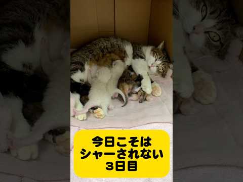 今日こそはシャーされないチャレンジ（3日目） サムネイル