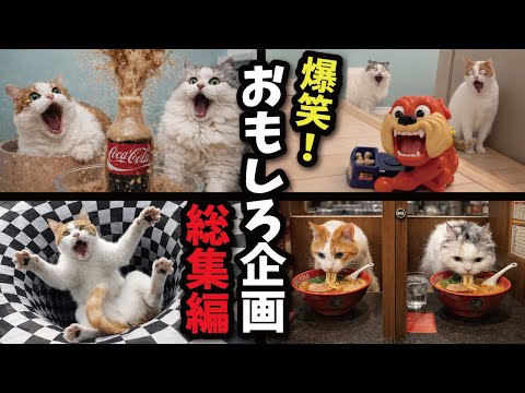 【爆笑】関西弁の猫にオモシロ企画仕掛けてみた総集編！！！！！ サムネイル