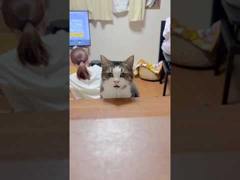 カウンターに座って サムネイル