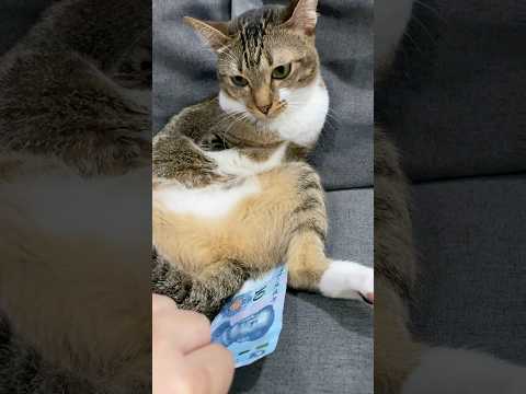 ATM Cat サムネイル