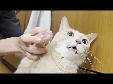 エリザベスカラーを付けて凶暴な猫の爪を切った結果・・・