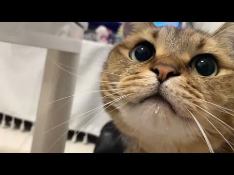 うちの猫のアゴが汚れてたから拭こうとしただけなのに… サムネイル