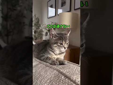 最高かわいい猫ちゃんたち♥ サムネイル