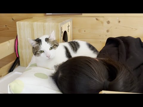 娘と一緒に昼寝をしようとする猫 サムネイル