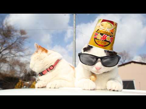 かご猫LIVE配信　2026年5月22日