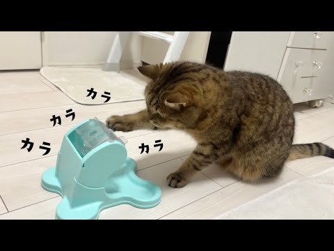 初見でオヤツが出てくるオモチャを完全攻略してしまうネコ サムネイル