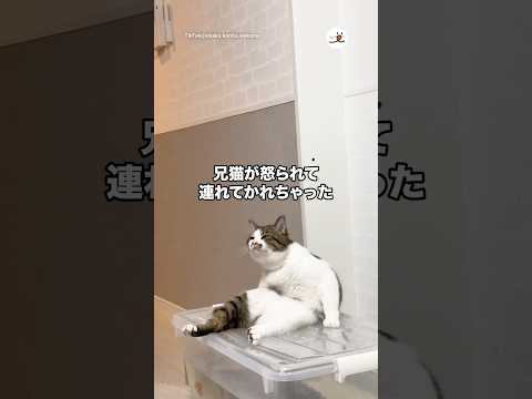 兄猫が怒られて連れてかれちゃった…｜PECO サムネイル