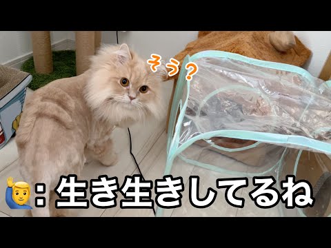 ツルツルになった猫、身軽になって遊び尽くしたら赤ちゃんに戻った