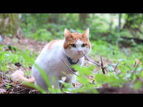ちろさんぽ　260610 サムネイル
