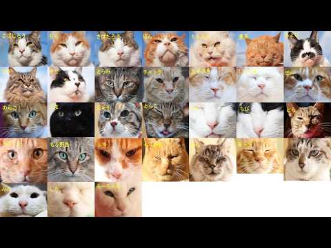 猫の日　ねこお顔　260222 サムネイル