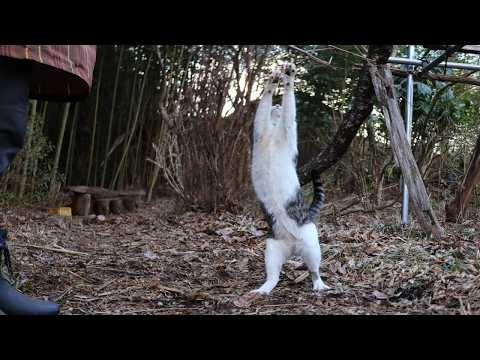 さばじろうと散歩　Cat walk　260418 サムネイル