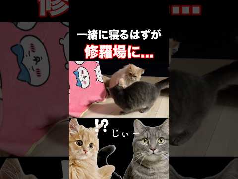 猫たちの大喧嘩の理由とは...shorts 猫 猫のいる暮らし サムネイル