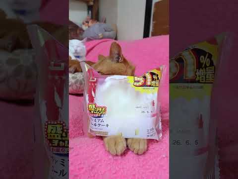 盛りすぎ！プレミアムロールケーキ　260605　のせ猫　 cat　 盛りすぎ！　 cute　 ローソン　 猫　 cut…