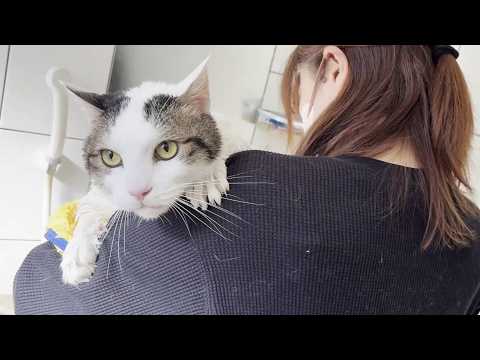 「オデコを洗うって言うてましたやん」と思いつつ大人しく洗われる太めの猫 サムネイル