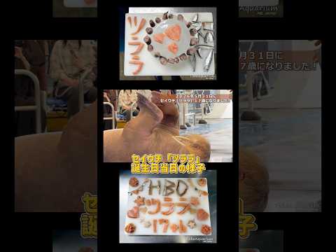 《鳥羽水族館》セイウチ「ツララ」の誕生日当日(5/31)‼️🎉カウントダウン投稿を一緒に盛り上げてくださった皆さま、あ…